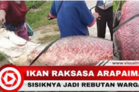 Viral! Ikan Raksasa Arapaima Jadi Tontonan Warga, Sisiknya Jadi Rebutan Orang